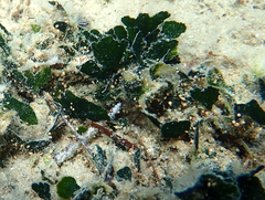 Amphistegina lobifera