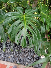 Monstera deliciosa