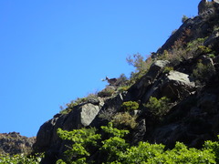 Capra pyrenaica victoriae