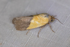 Ponometia semiflava