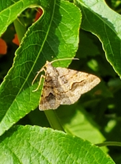 Frederickia s-signata