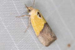 Ponometia semiflava