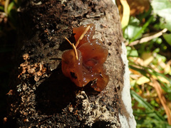 Phaeotremella frondosa