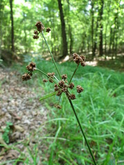 Scirpus atrovirens
