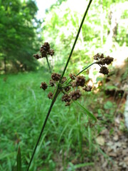 Scirpus atrovirens