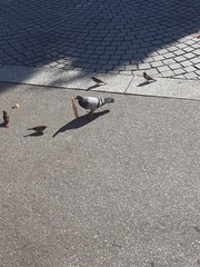 Columba livia domestica