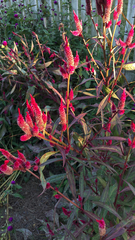 Celosia argentea