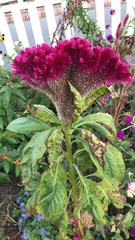 Celosia argentea