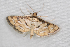 Hileithia magualis