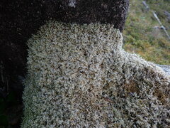 Racomitrium lanuginosum