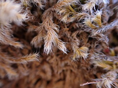 Racomitrium lanuginosum