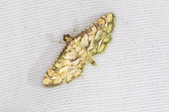 Hileithia magualis