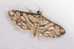 Hileithia magualis