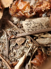 Liometopum occidentale