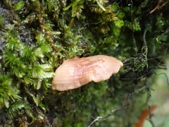 Panellus pusillus