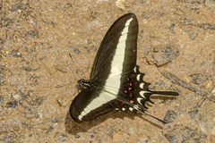 Heraclides hectorides