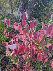 Cornus sericea