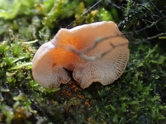 Panellus pusillus