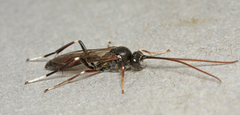 Alloplasta piceator