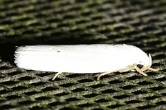 Antaeotricha albulella