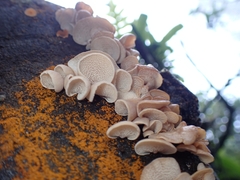 Panellus pusillus