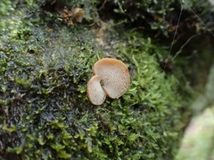 Panellus pusillus