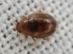 Rhyzobius chrysomeloides