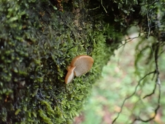 Panellus pusillus