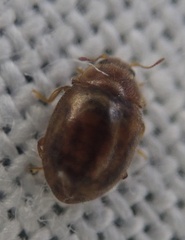 Rhyzobius chrysomeloides