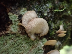 Panellus pusillus