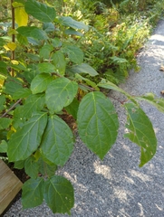 Calycanthus floridus