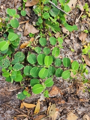 Alysicarpus ovalifolius