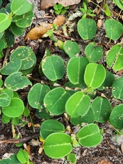 Alysicarpus ovalifolius