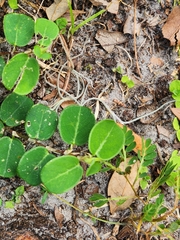 Alysicarpus ovalifolius