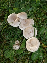 Clitocybe rivulosa