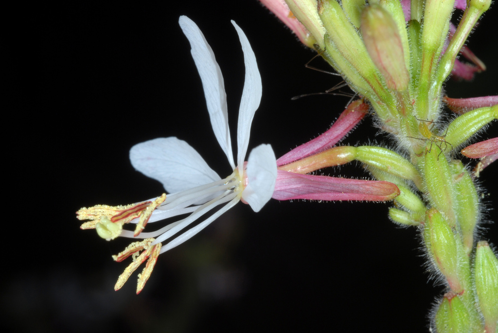 Oenothera gaura, Union County, PA, USA
