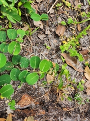 Alysicarpus ovalifolius