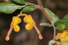 Grevillea chrysophaea