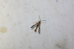 Synanthedon acerni