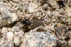 Phoridae