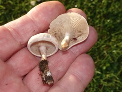 Clitocybe rivulosa