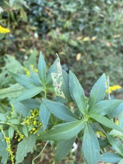 Agromyzidae