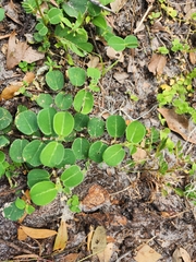 Alysicarpus ovalifolius