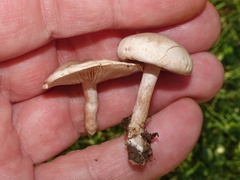 Clitocybe rivulosa