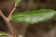 Grevillea chrysophaea