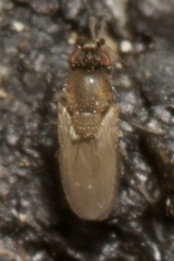 Limosininae