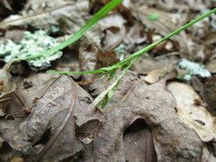 Carex communis