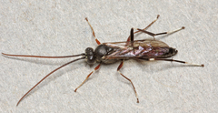 Alloplasta piceator