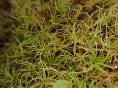 Tortella tortuosa