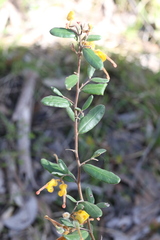 Grevillea chrysophaea